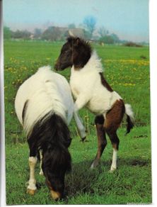 Postales: Caballos. Shetland pony con potrillo” Moderna postal fotográfica Alemana. 10,5 x 15 cms.